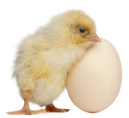 Chick with egg, 2 days old, in front of white