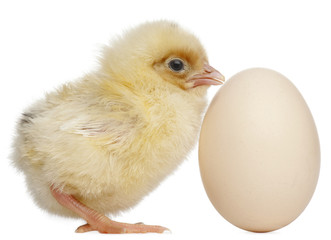 Chick with egg, 2 days old, in front of white