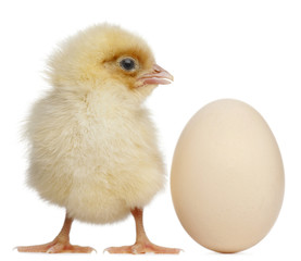 Chick with egg, 2 days old, in front of white © Eric Isselée
