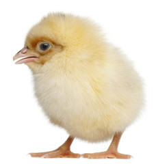 Chick, 2 days old, in front of white