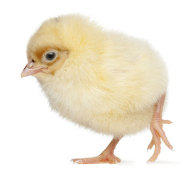 Chick, 2 days old, in front of white