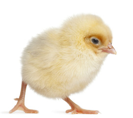 Chick, 2 days old, in front of white