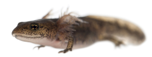 Fire salamander larva showing the external gills