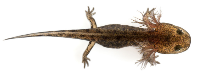 Fire salamander larva showing the external gills