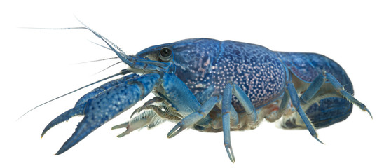 Blue crayfish, Procambarus alleni