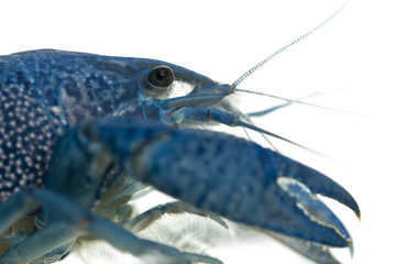 Close-up of Blue crayfish, Procambarus alleni