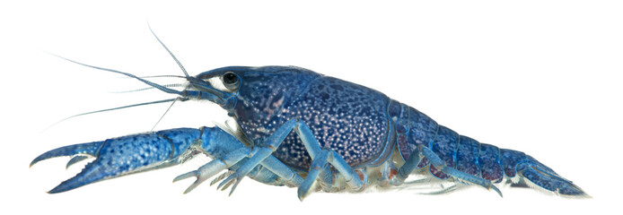 Blue crayfish, Procambarus alleni