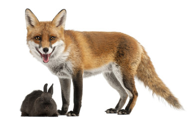 Naklejka premium Red Fox, Vulpes vulpes, playing with a rabbit in front of white