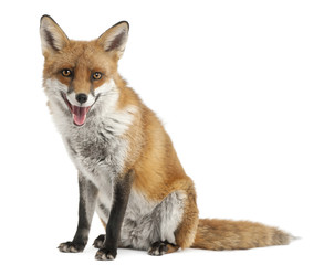 Red Fox, Vulpes vulpes, 4 years old, in front of white