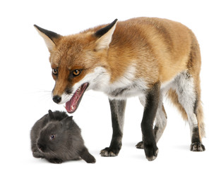 Red Fox, Vulpes vulpes, playing with a rabbit in front of white