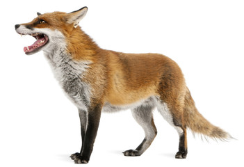 Red Fox, Vulpes vulpes, 4 years old, in front of white