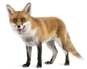 Red Fox, Vulpes vulpes, 4 years old, in front of white