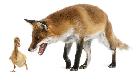 Red Fox, Vulpes vulpes, playing with a domestic duckling