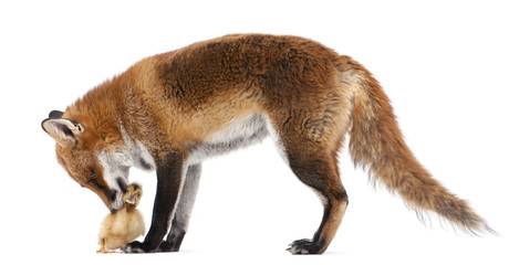 Red Fox, Vulpes vulpes, playing with a domestic duckling