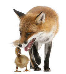 Red Fox, Vulpes vulpes, playing with a domestic duckling