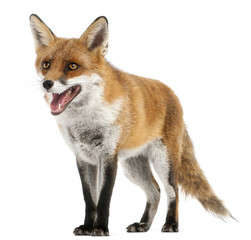 Red Fox, Vulpes vulpes, 4 years old, in front of white