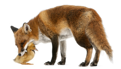 Red Fox, Vulpes vulpes, playing with a domestic duckling
