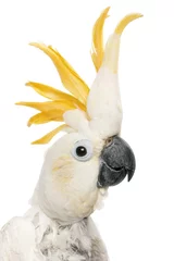 Fototapete Papagei Nahaufnahme von Schwefel-crested Kakadu, Cacatua galerita