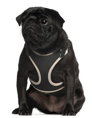 Pug wearing vest, 1 year old, sitting