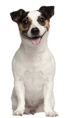Jack Russell Terrier, 3 years old, sitting in front of white