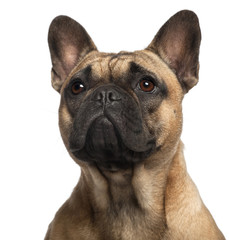 Close-up of French Bulldog, 11 months old