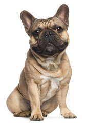 Obraz premium French Bulldog, 18 months old, sitting in front of white