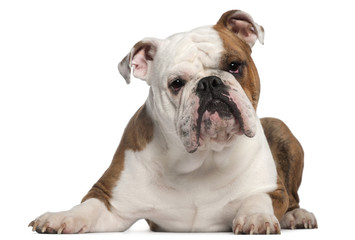 English Bulldog, 18 months old, lying in front of white