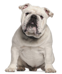 English Bulldog, 14 months old, sitting in front of white