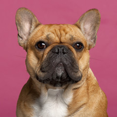 Close-up of French Bulldog, 1 year old, in front of pink