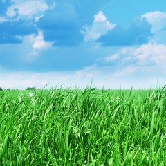 Fototapeta premium Green grass in morning time.