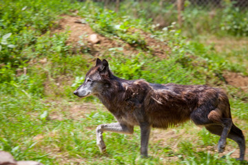loup