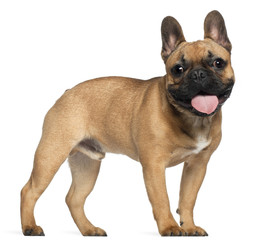 Obraz premium French Bulldog, 7 months old, standing in front of white