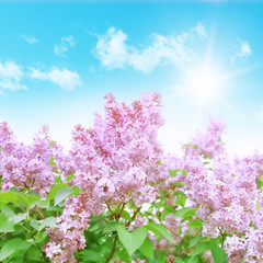 Obraz premium Blue sky with sun and lilac flowers.