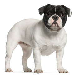 Fototapeta premium French Bulldog, 1 year old, standing in front of white
