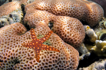 Starfish