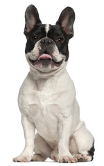 French Bulldog, 1 year old, sitting in front of white