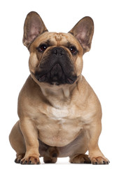 Obraz premium French Bulldog, 2 years old, sitting in front of white