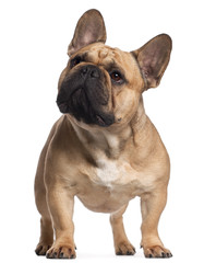 French Bulldog, 2 years old, standing in front of white