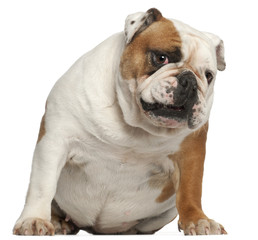 Obraz premium English Bulldog, 5 years old, sitting in front of white
