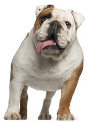 Obraz premium English Bulldog, 5 years old, standing in front of white