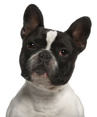Close-up of French Bulldog, 2 years old, in front of white