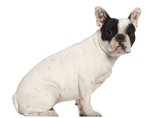 Fototapeta premium French Bulldog, 1 year old, sitting in front of white
