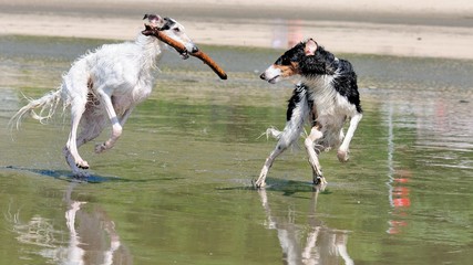 Staffellauf