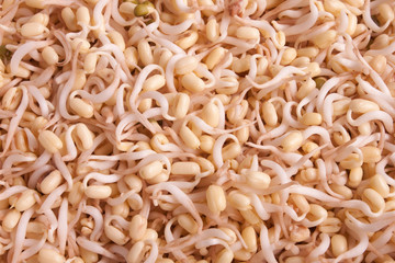 Sprouts on white background