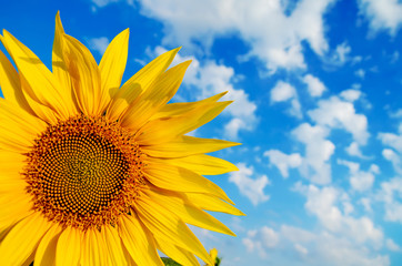 Obraz premium part of sunflower with cloudy sky over it