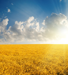 field with gold ears of wheat in sunset