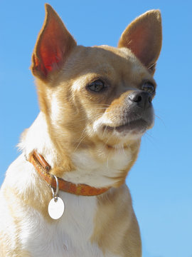Chihuahua on a blue background