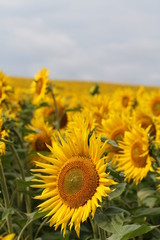 Champs de tounesol