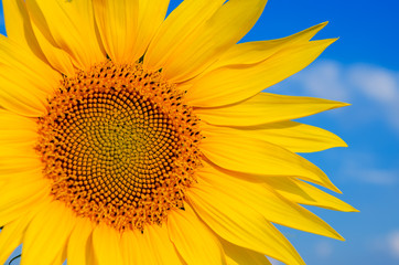 part of sunflower with sky over it