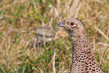 Pheasant female bird with juvenile